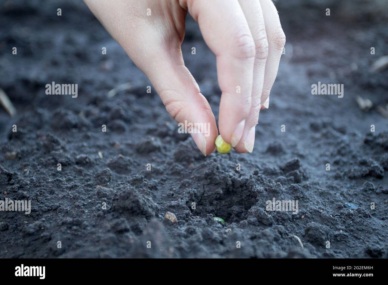 Child hand planting seed of green peas into soil Stock Photo Alamy