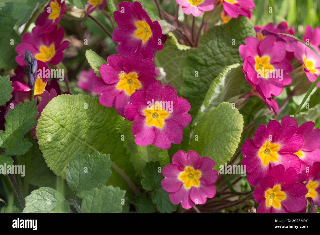 Spring flowers; Pink Primroses, Primula vulgaris sibthorpii, blooming