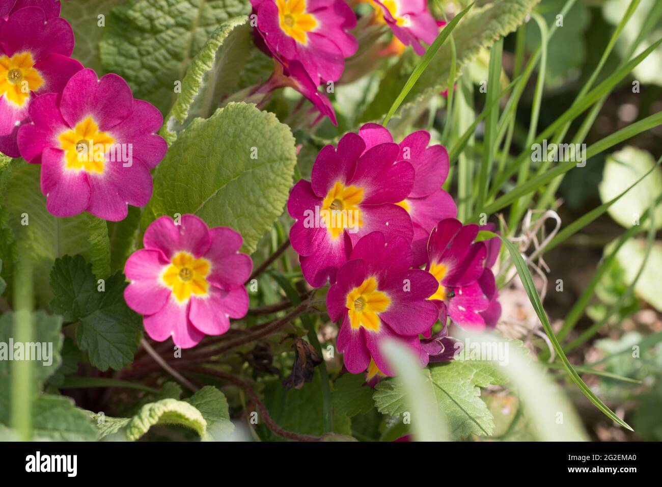 Bright pink Primrose flowers, Primula vulgaris sibthorpii, blooming in springtime, Shropshire, England Stock Photo