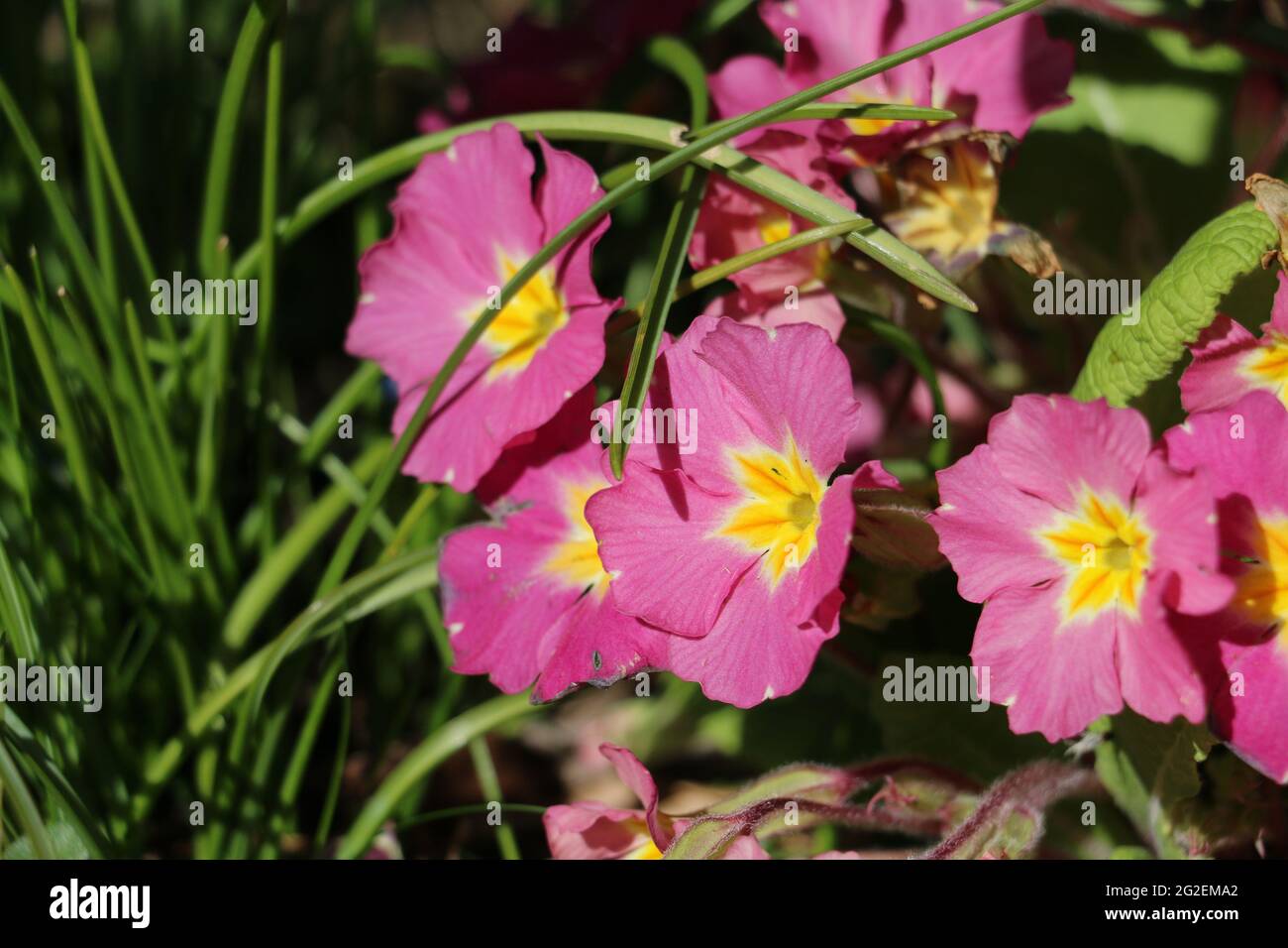 Pretty pink Primrose flowers, Primula vulgaris sibthorpii, blooming in springtime, close-up view Stock Photo