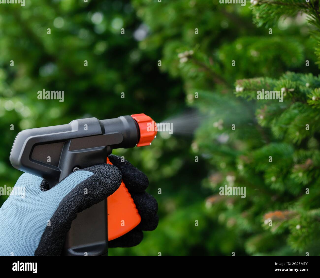 The gardener sprays the tree from Stock Photo Alamy