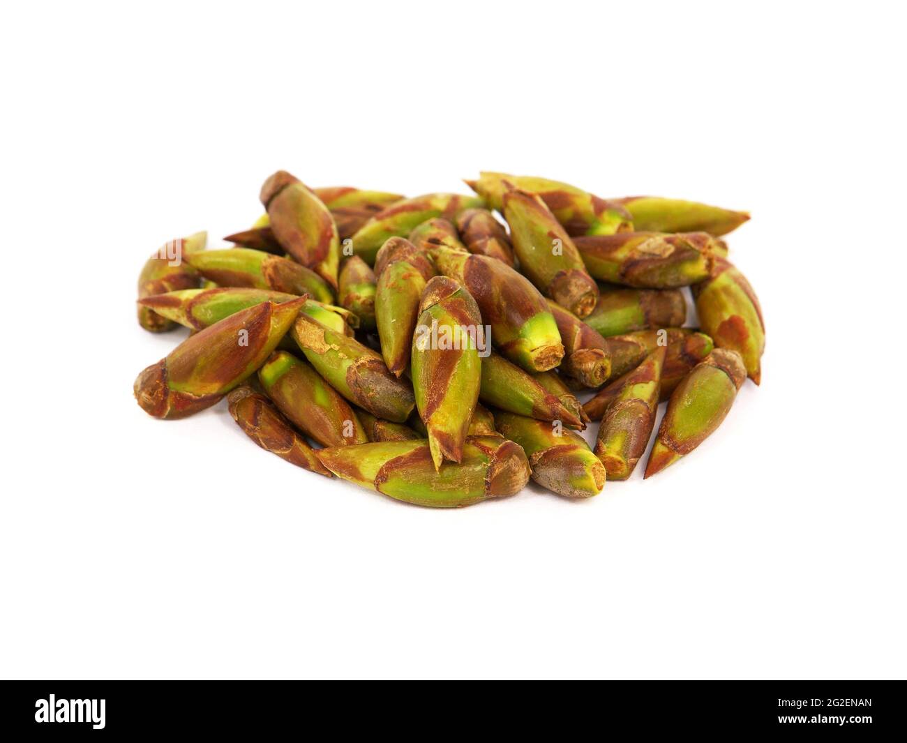 Pile of poplar buds isolated on white Stock Photo