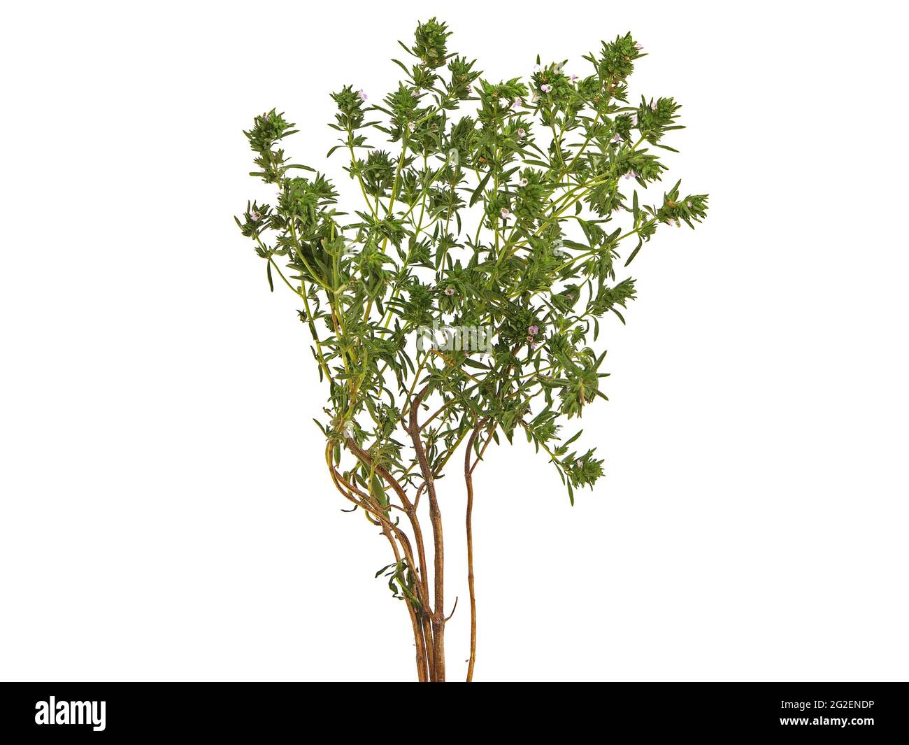 Summer savory thyme plant isolated on white, Satureja hortensis Stock
