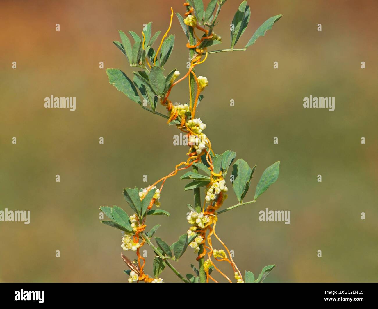 The greater dodder or European dodder, parasitic plant on alfalfa. Cuscuta europaea Stock Photo