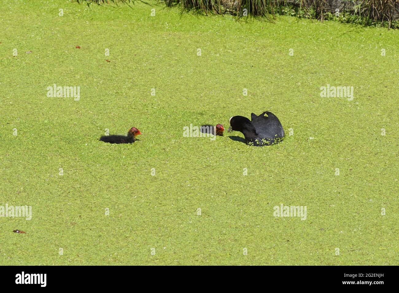 Common coot (Fulica atra) with two young coots swimming in the ditch covered with duckweed. Spring, June, Netherlands. Stock Photo
