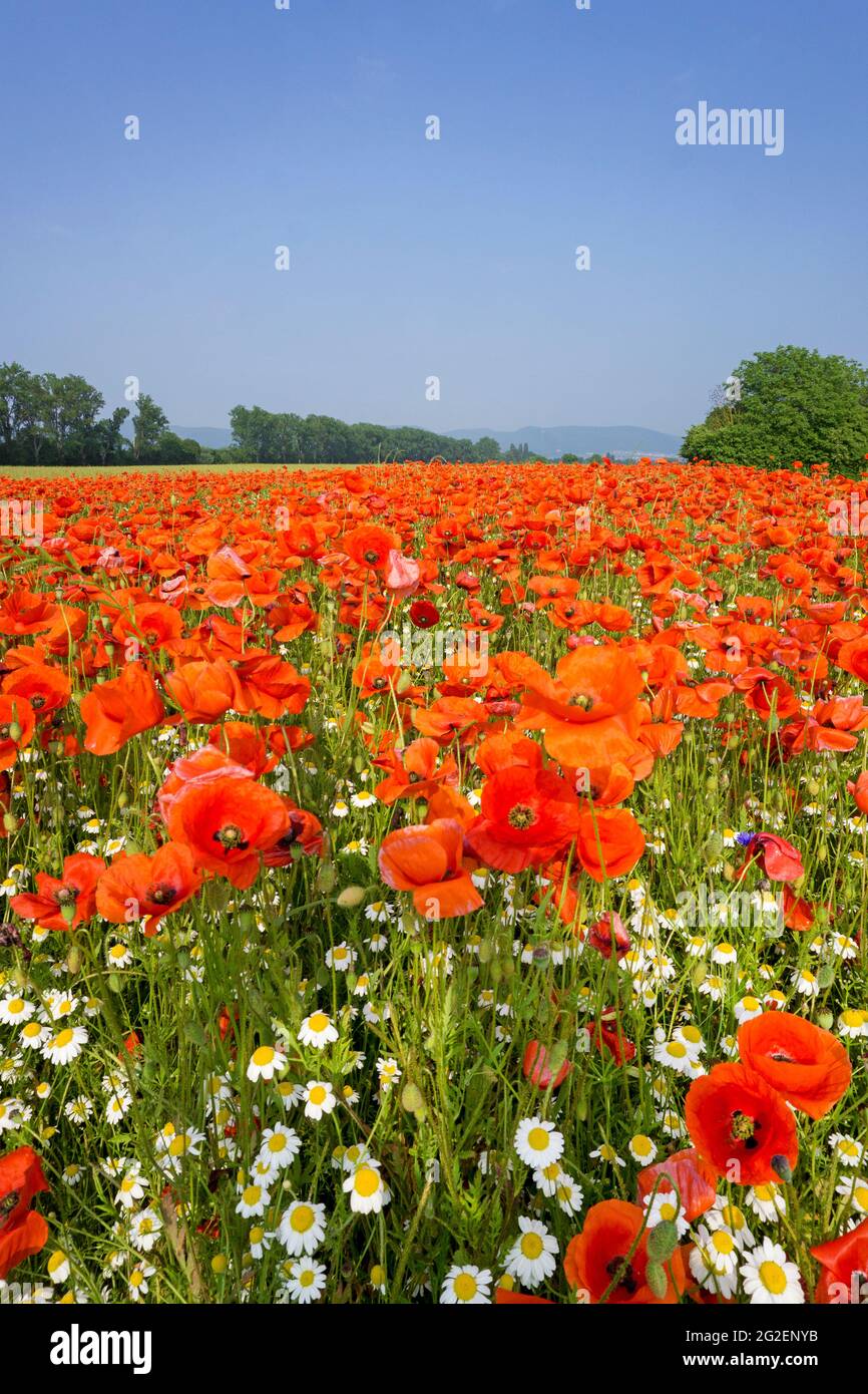 Field poppy, corn poppy (Papaver rhoeas) and  wild chamomile (Tanacetum parthenium) on a  field, Rhineland-Palatinate, Germany, Europe Stock Photo