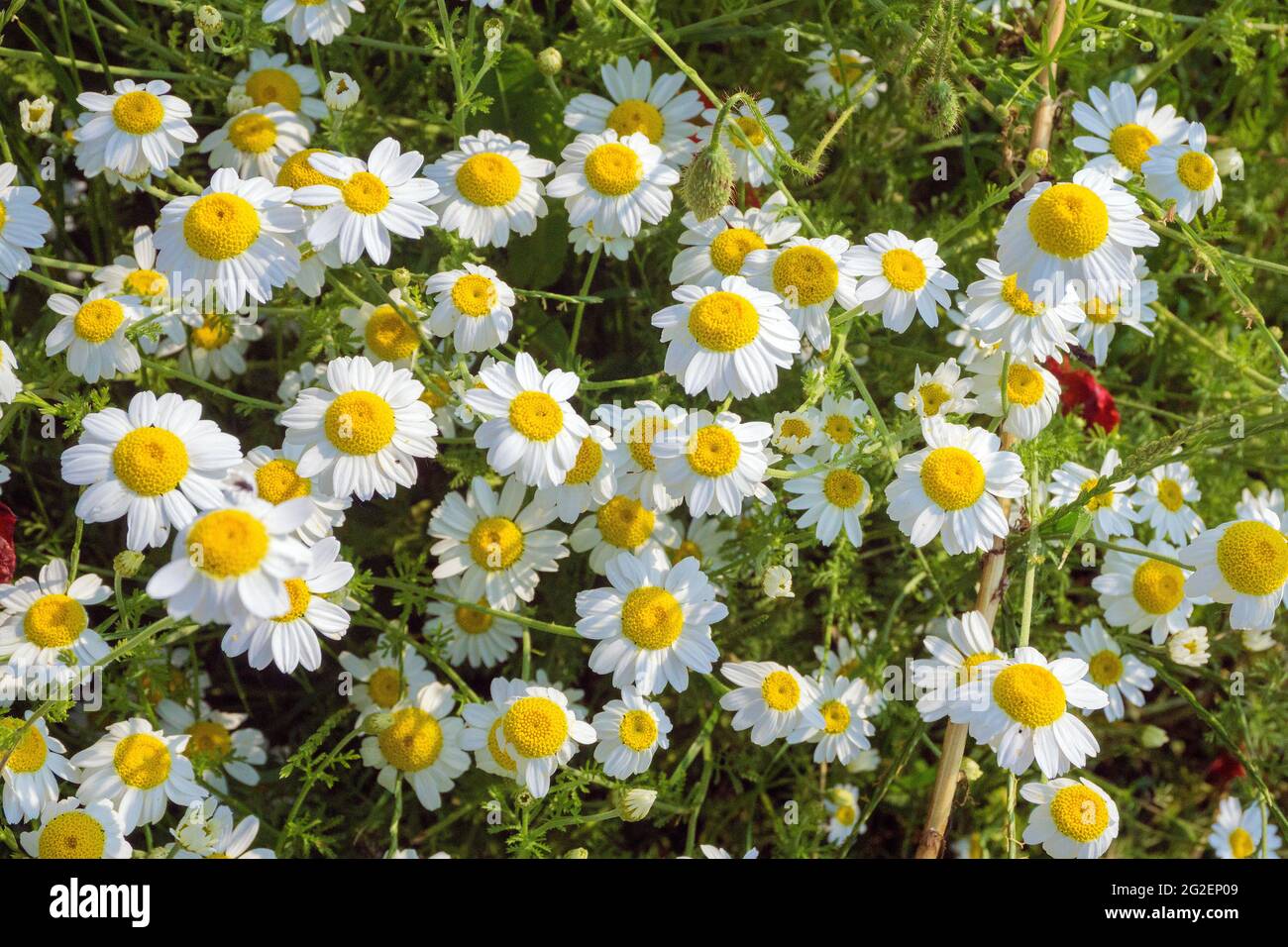 Wild chamomile (Tanacetum parthenium) on a  field, Rhineland-Palatinate, Germany, Europe Stock Photo