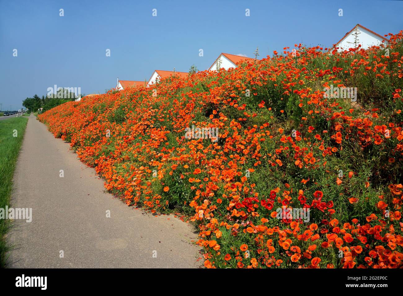Noise barrier overgrown with field poppy, corn poppy (Papaver rhoeas), Rhineland-Palatinate, Germany, Europe Stock Photo