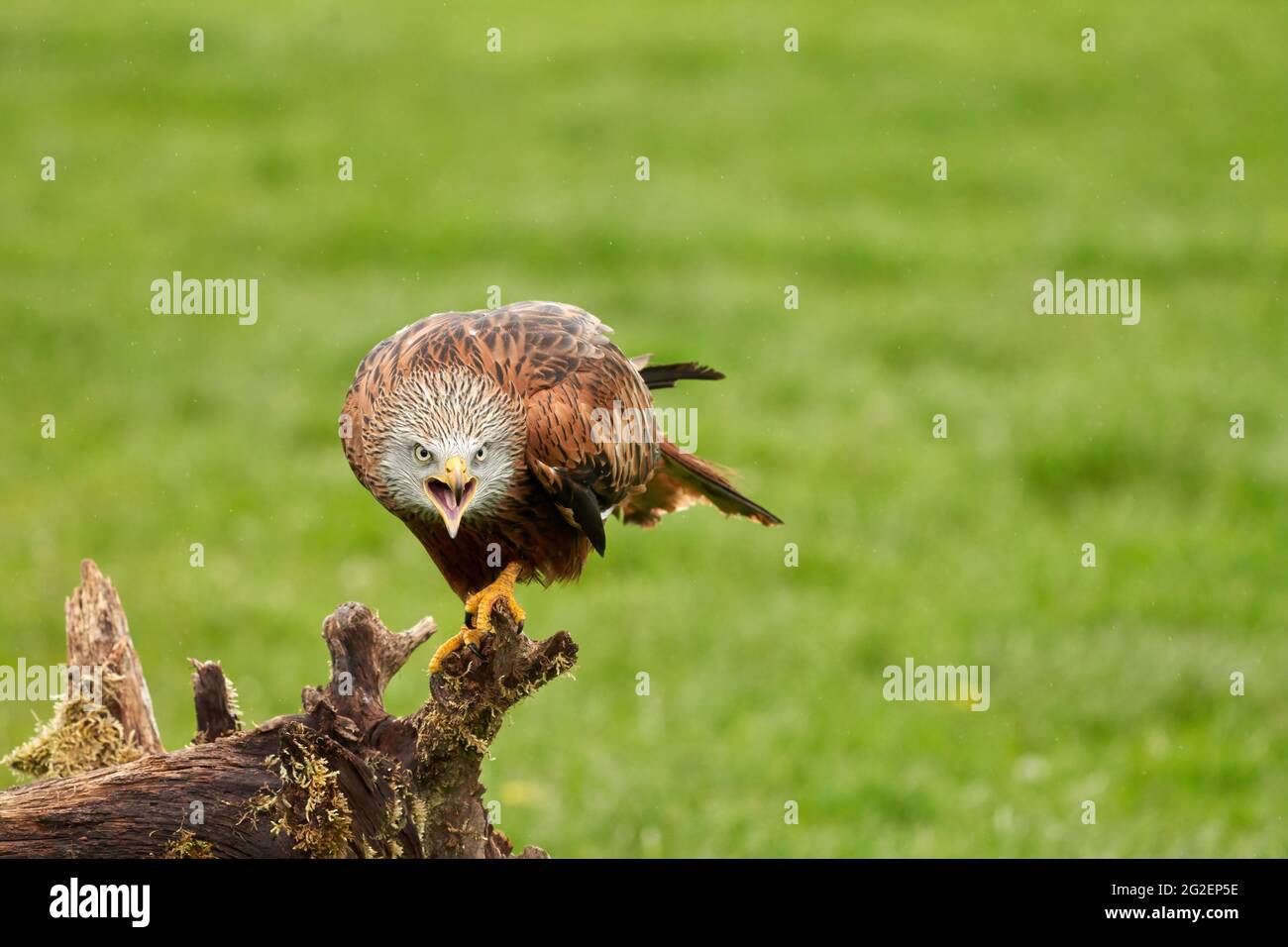 Red kite, bird of prey portrait. The bird is sitting on a stump. Ready