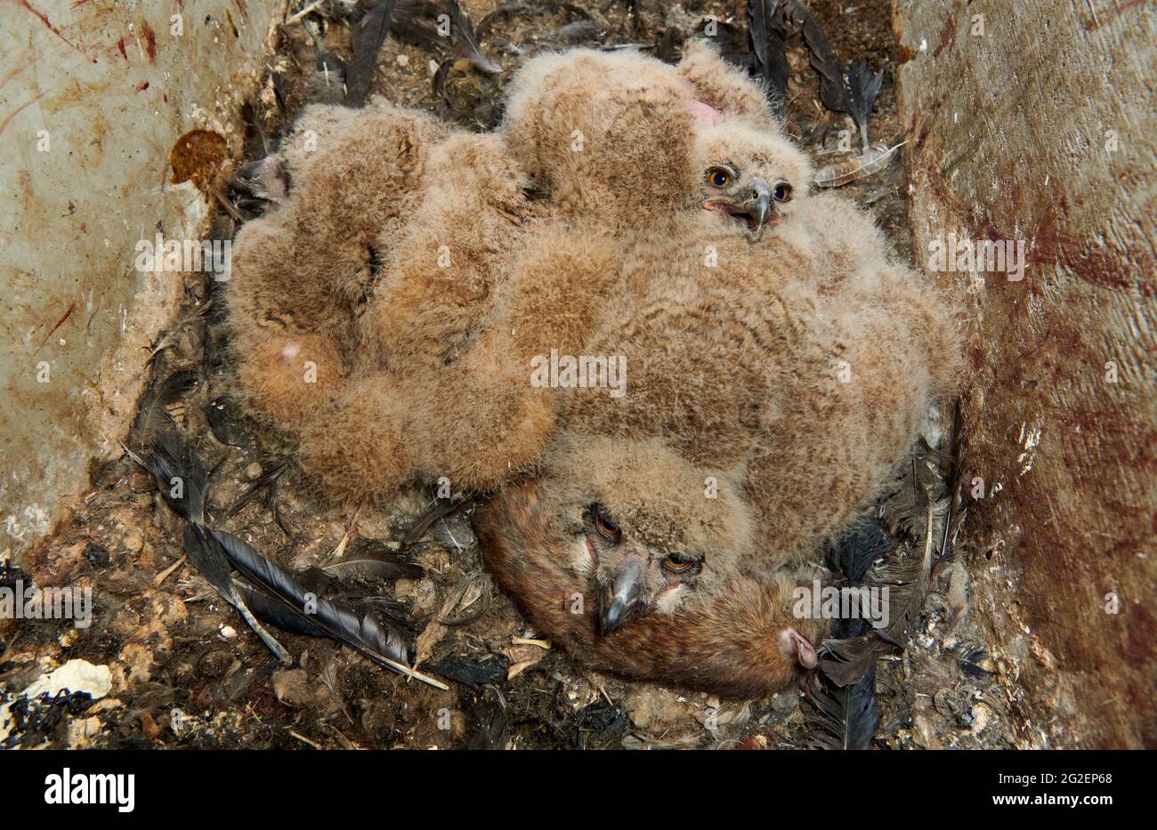 three young Eurasian eagle-owl (Bubo bubo) in nest Stock Photo