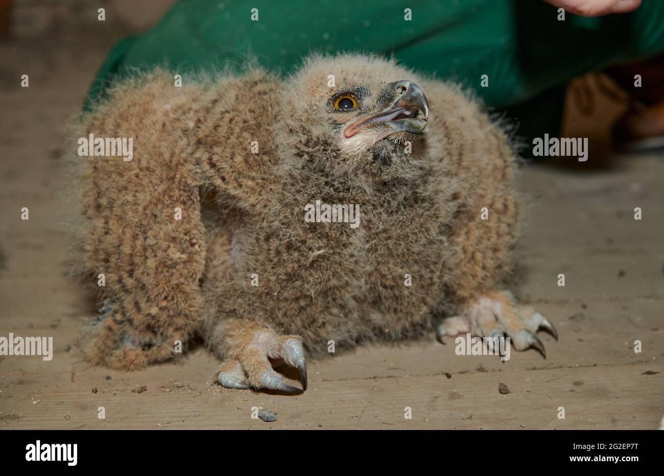 young Eurasian eagle-owl (Bubo bubo) while ringing Stock Photo
