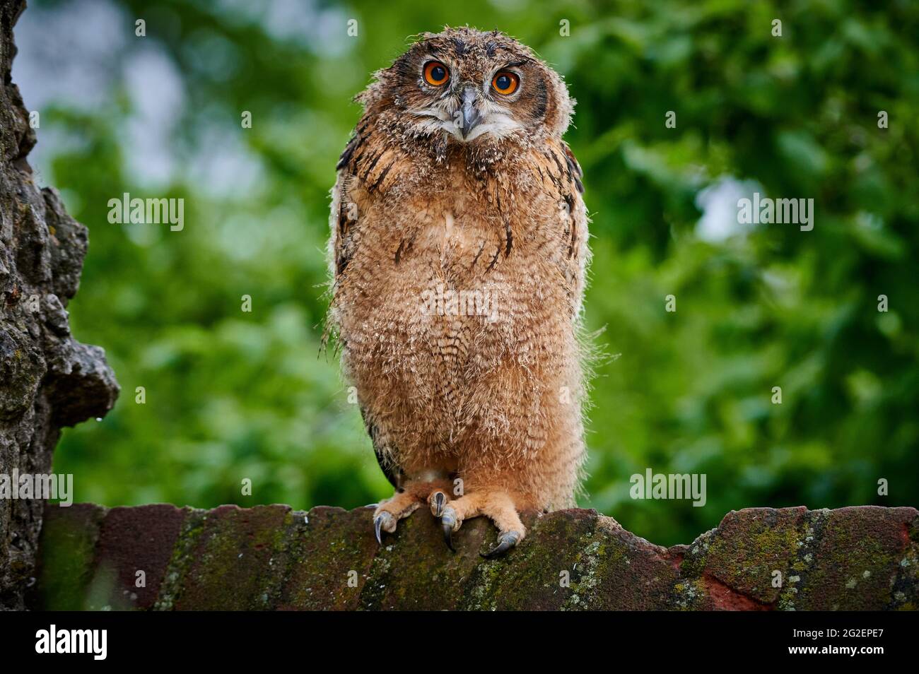 three young Eurasian eagle-owl (Bubo bubo) in nest Stock Photo