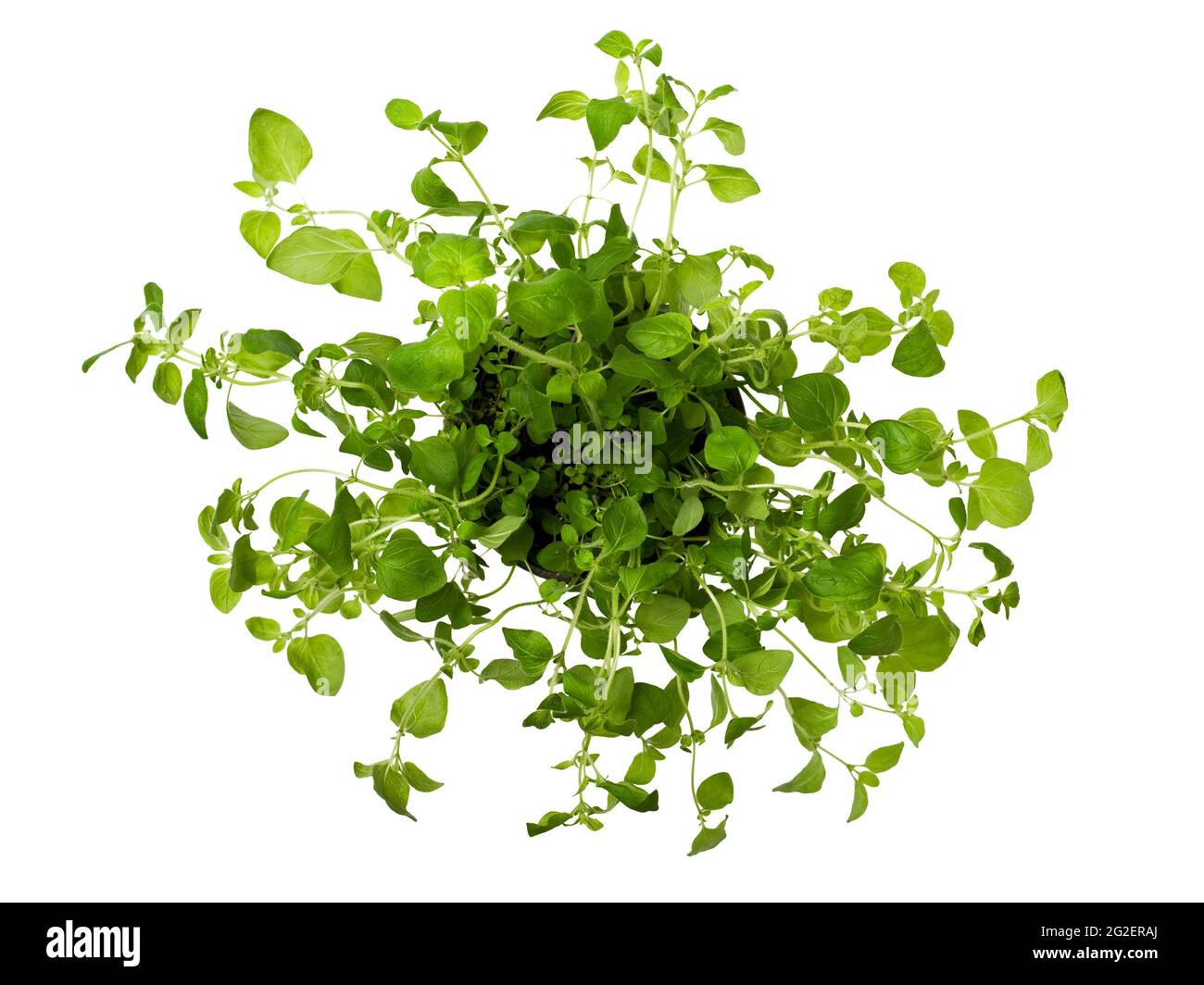 Oregano plant from above, isolated on white Stock Photo