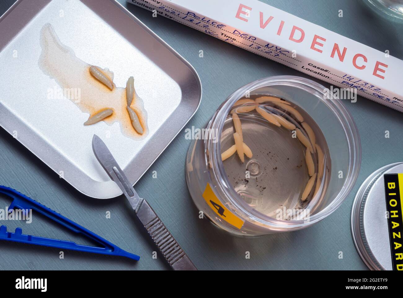 Analysis of larvae from corpse involved in murder in crime lab, conceptual image Stock Photo