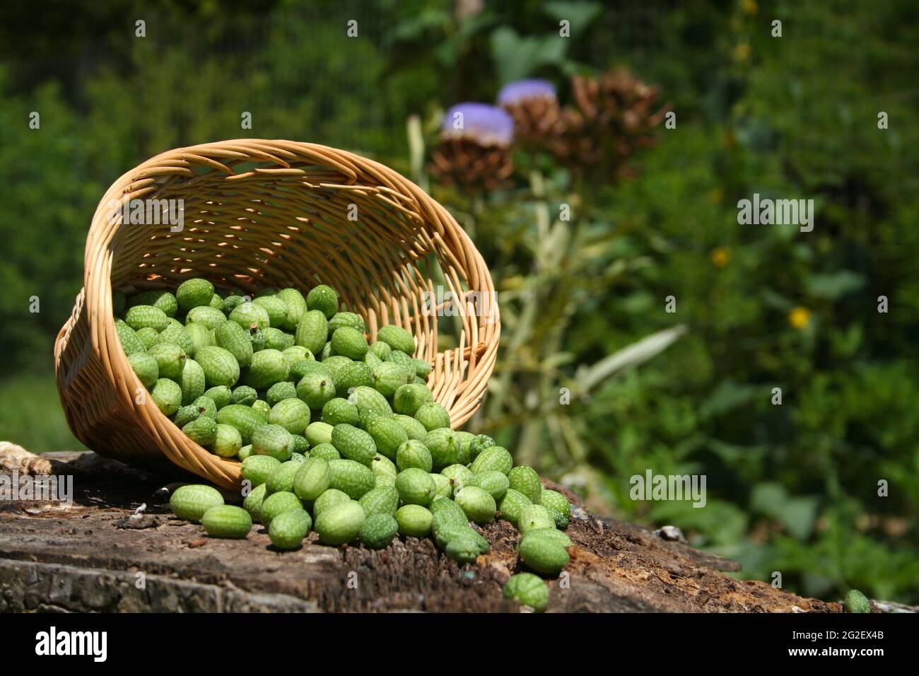 thumbnail image 2 of Heirloom Cucamelon Seeds - (Melothria Scabra) – Heritage 2 of 9