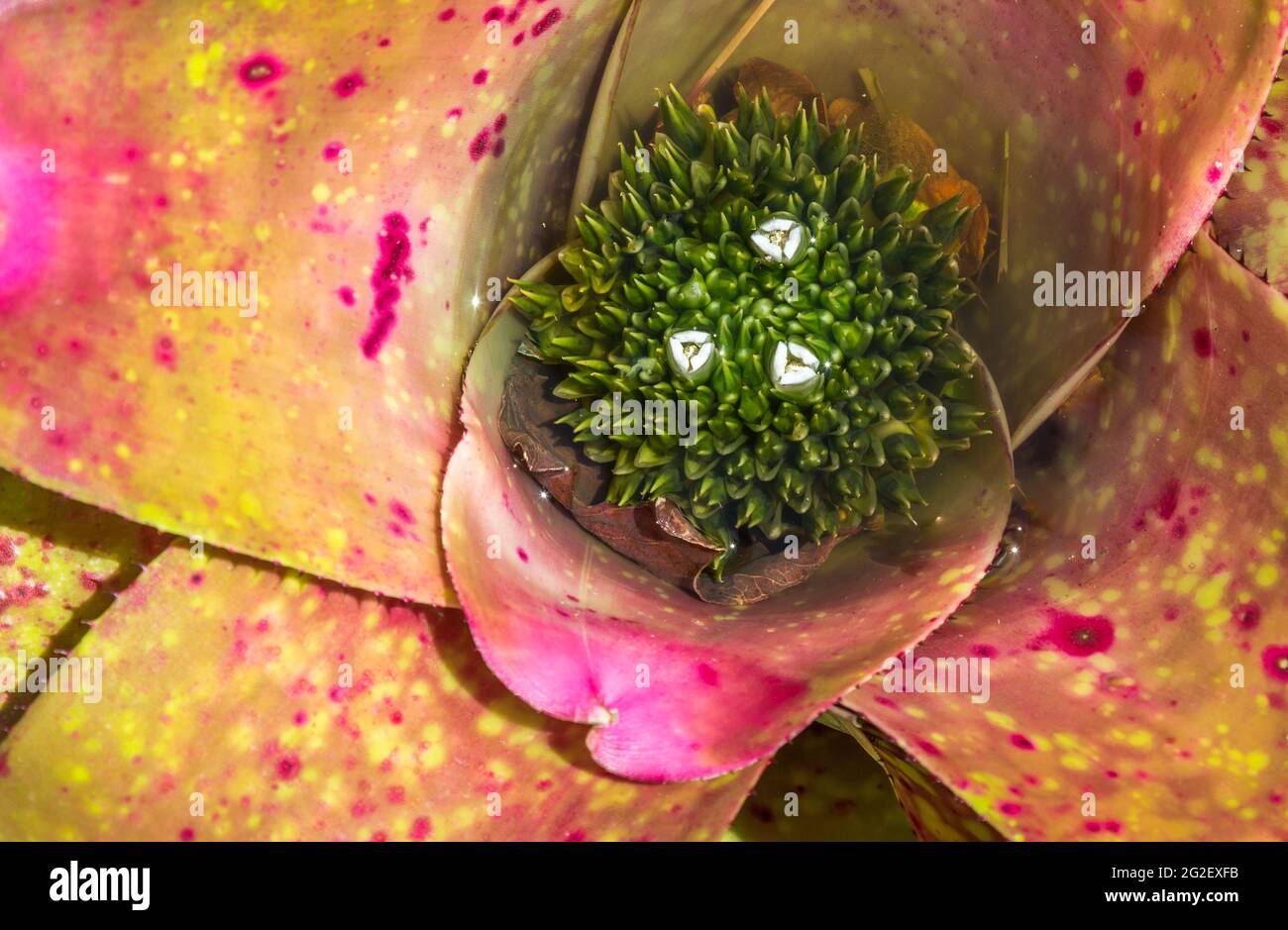 Closeup shot of Bromeliad (Vriesea) tropical plant Stock Photo