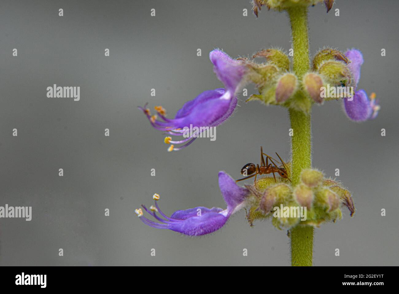 Macro view Plectranthus amboinicus, commonly known as oregano, purple flower and buds , an ant on the buds. Stock Photo