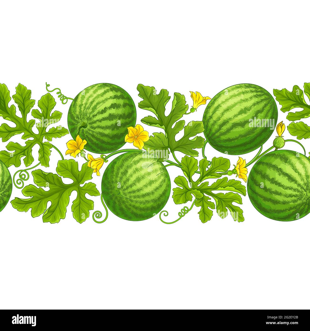watermelon pattern on white background Stock Vector Image & Art - Alamy