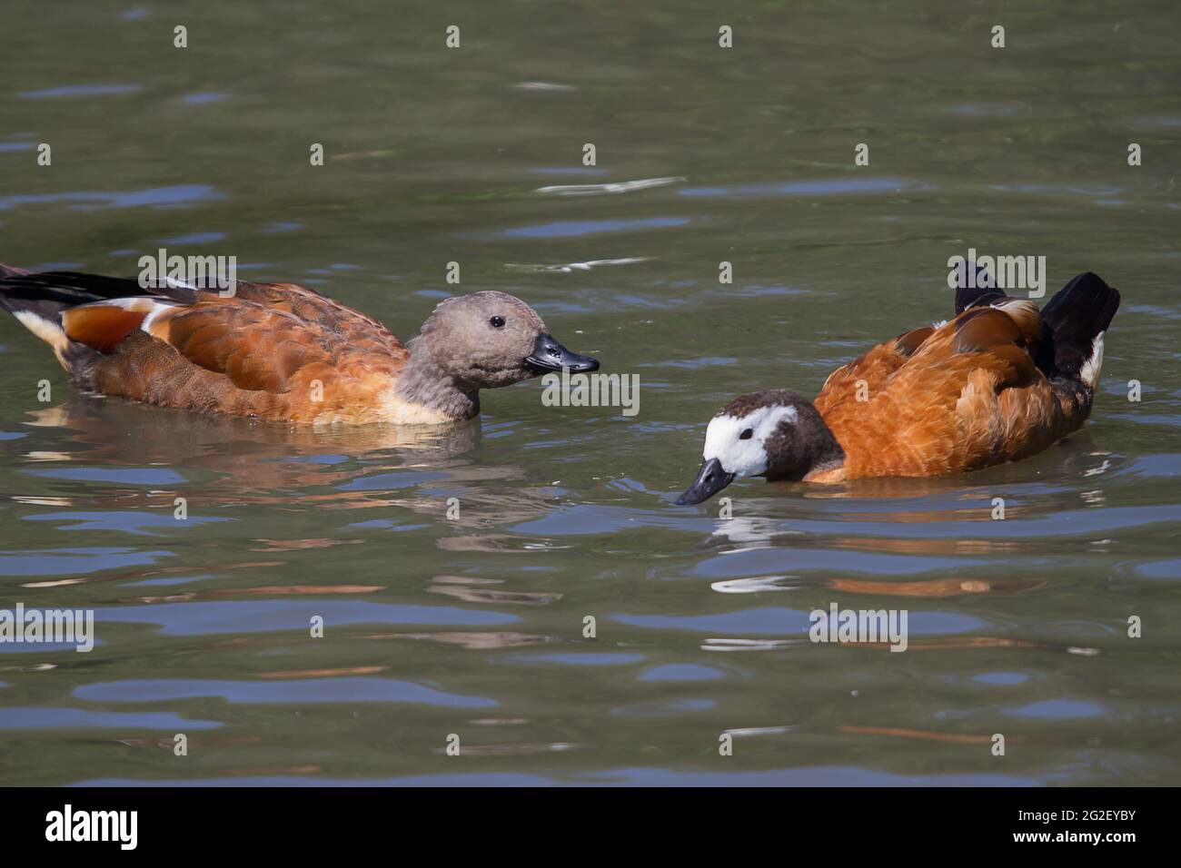Water fowl australia duck hi-res stock photography and images - Alamy