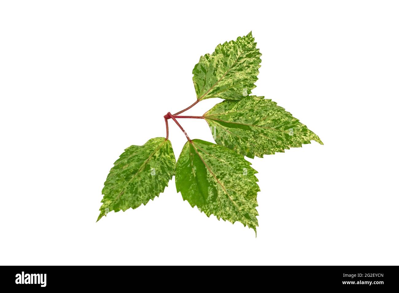 Pink and green color leaf pattern of China Rose leaf (Chinese hibiscus