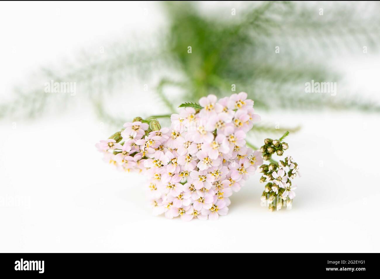 Composition of Achillea millefolium flower with tasty smell Stock Photo