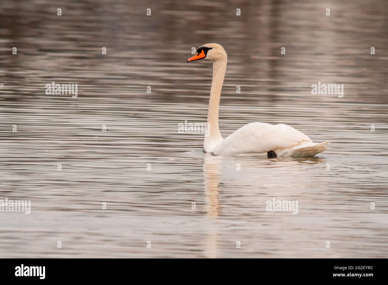 a beautiful white swan swims on a pond Stock Photo - Alamy