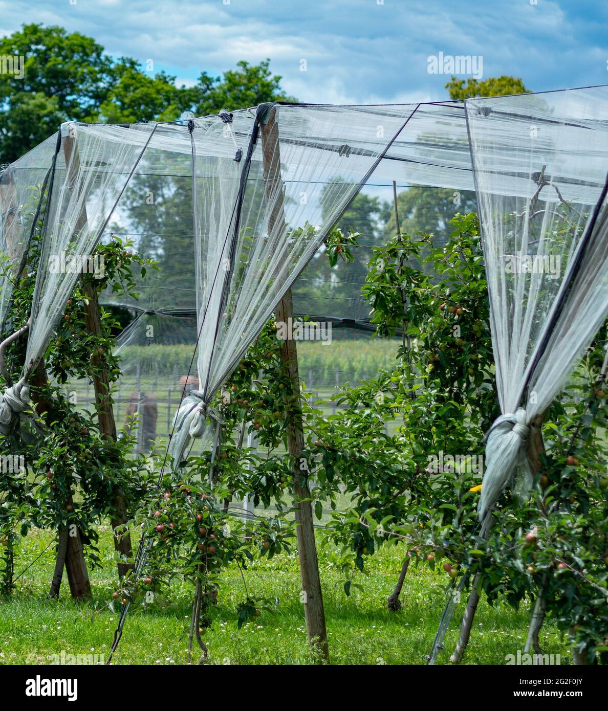 Fruit growing agriculture in the region of Geneva, Switzerland Stock Photo