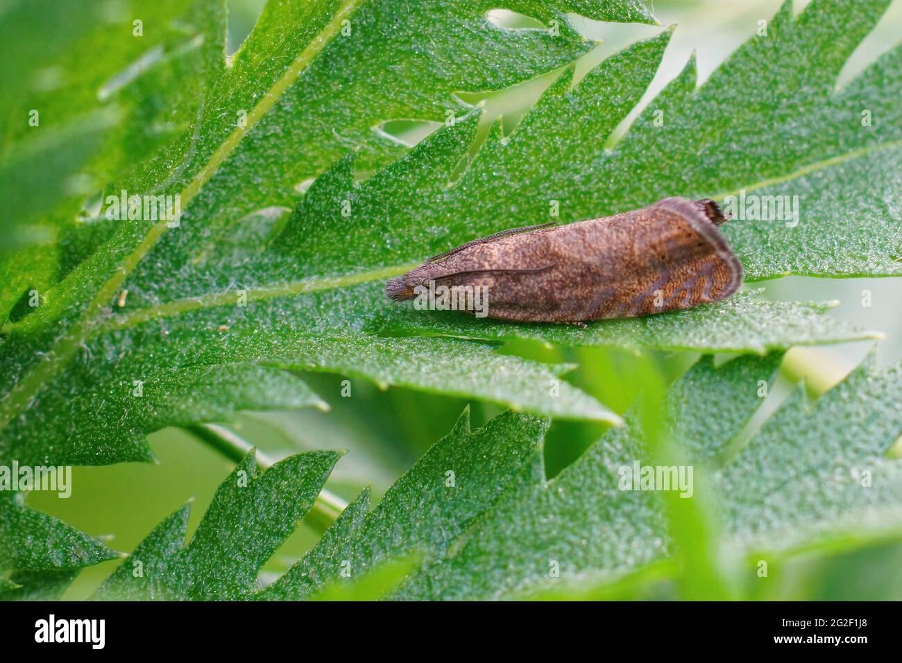 Closeup of a small tortricid moth, Dichrorampha, hiding among the feathery leaves Stock Photo