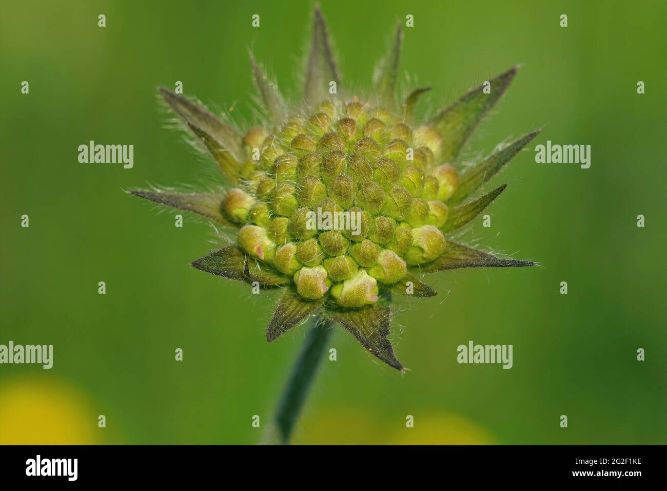 A still green flower bud of field scabious, Knautia arvensis in Stock Photo