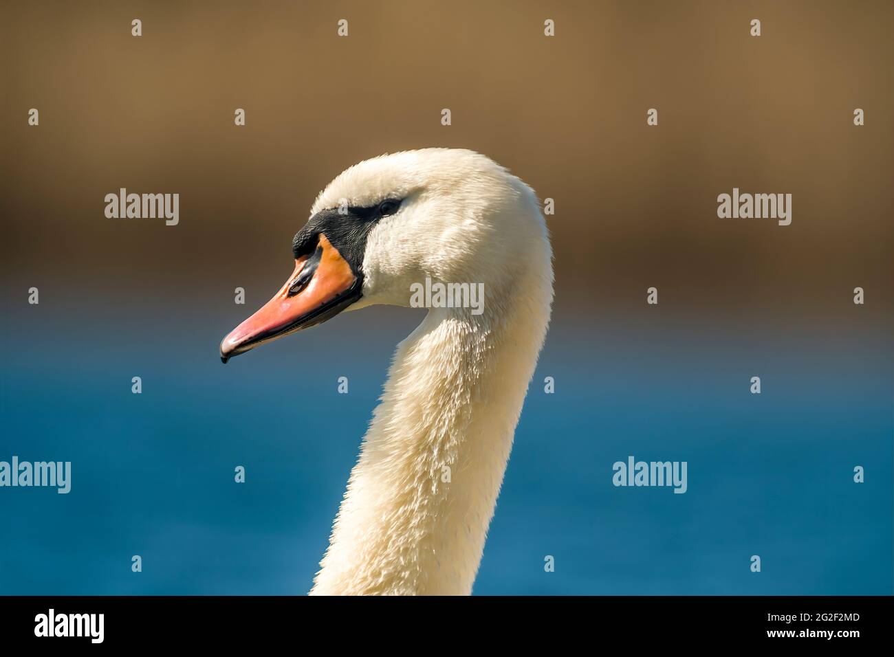 a beautiful white swan swims on a pond Stock Photo - Alamy