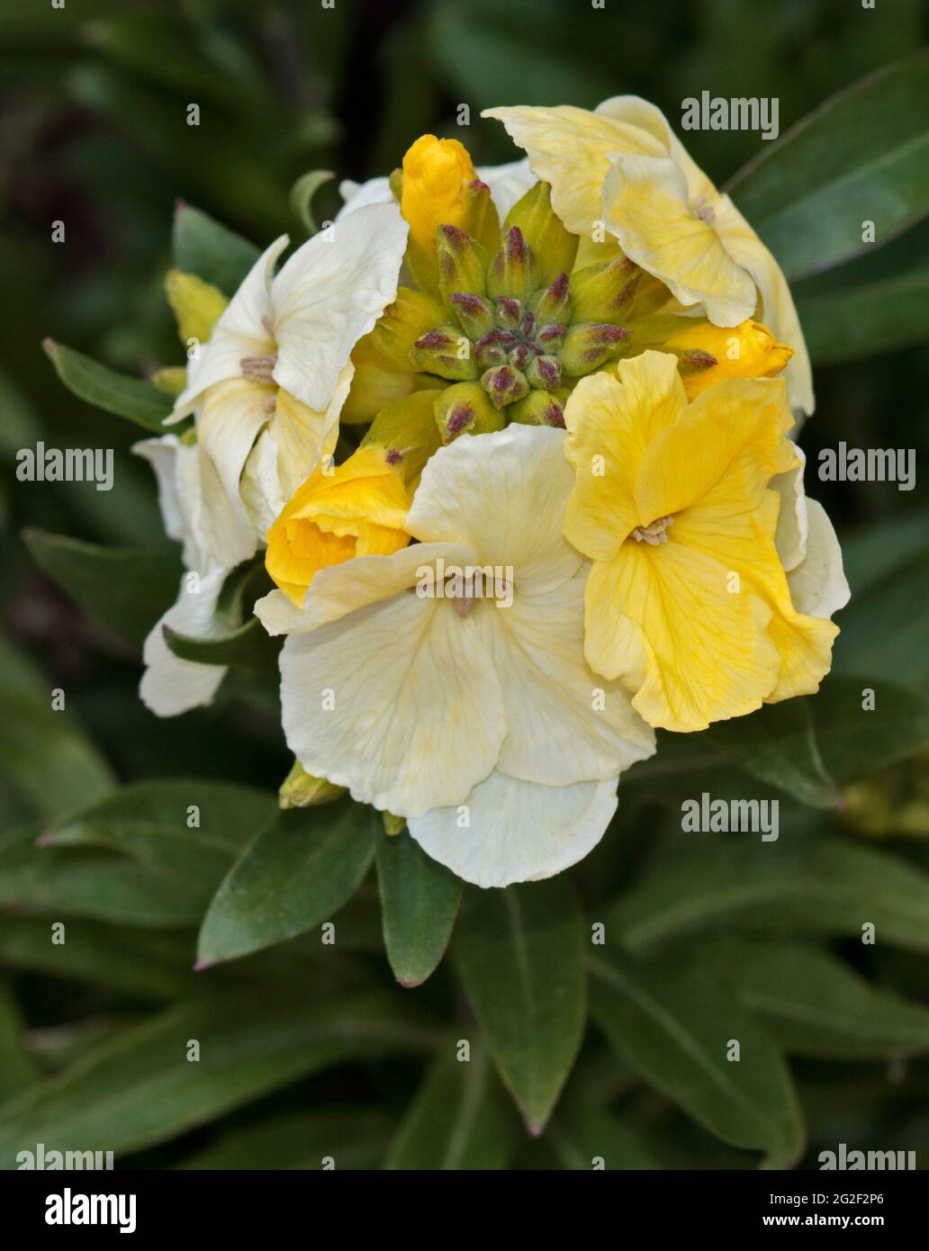 Yellow and White Wallflower Stock Photo