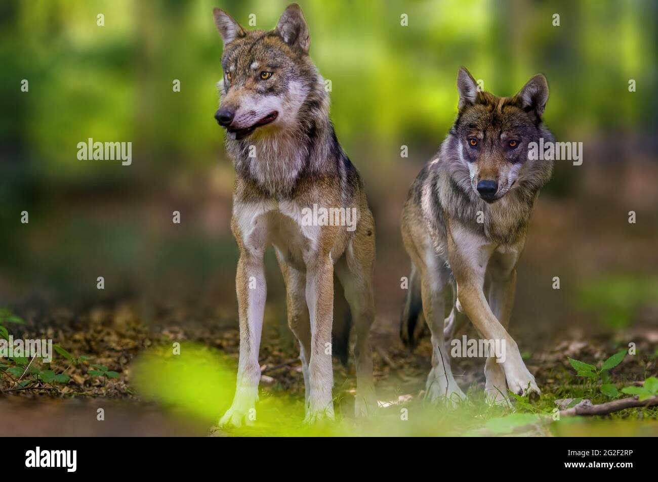 Arctic wolf hunting prey hi-res stock photography and images - Alamy