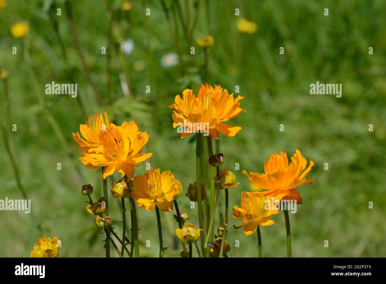 Trollius chinensis Golden Queen globeflower bright orange early flowering flowers Stock Photo