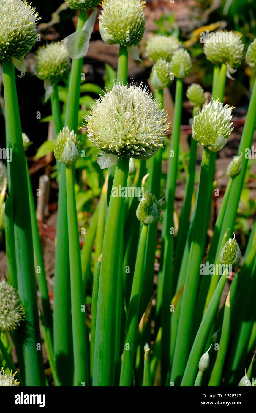 welsh onions in english garden, norfolk, england Stock Photo