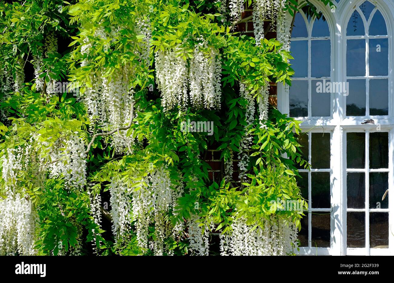 flowering white wisteria flowers in english garden, norfolk, england