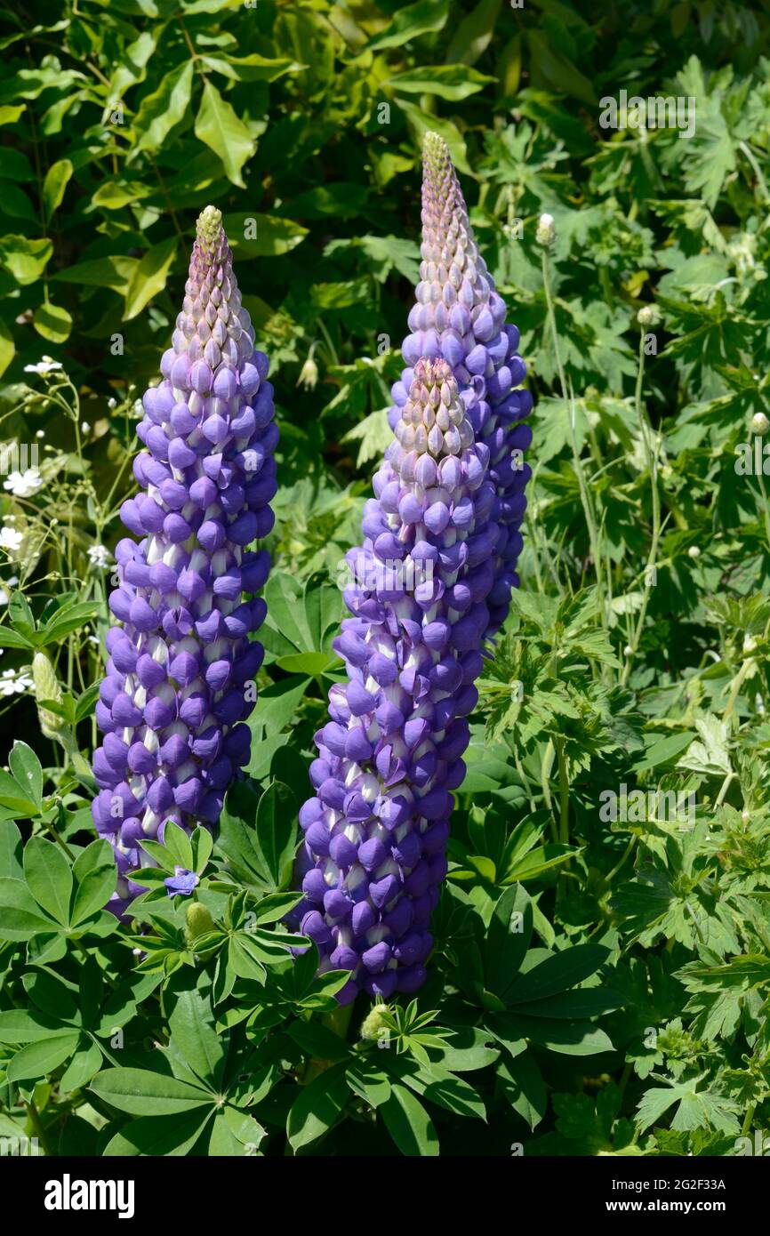 Lupin persian slipper sale