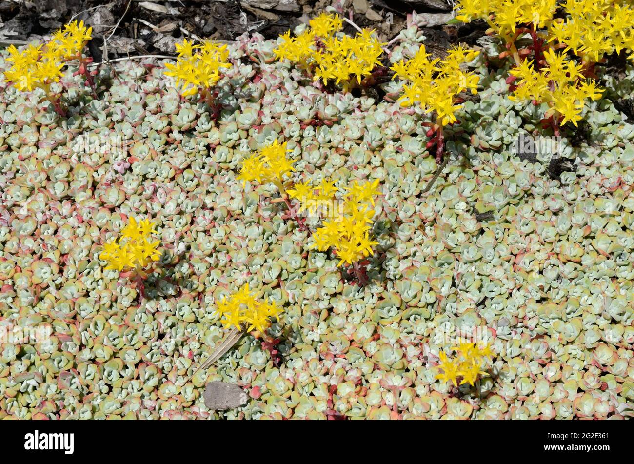 Bright yellow flowers of Sedum spathuliflium purpureum mat-forming evergreen perennial Stock Photo