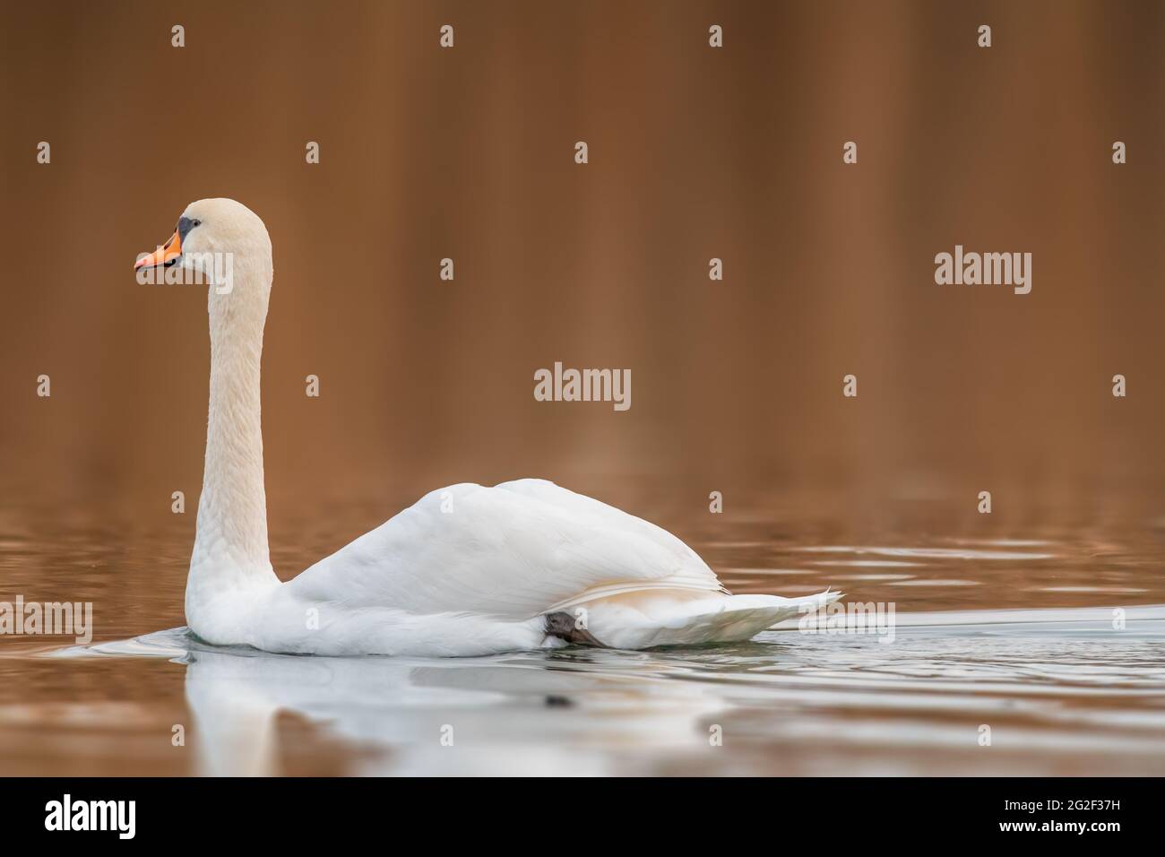 a beautiful white swan swims on a pond Stock Photo - Alamy