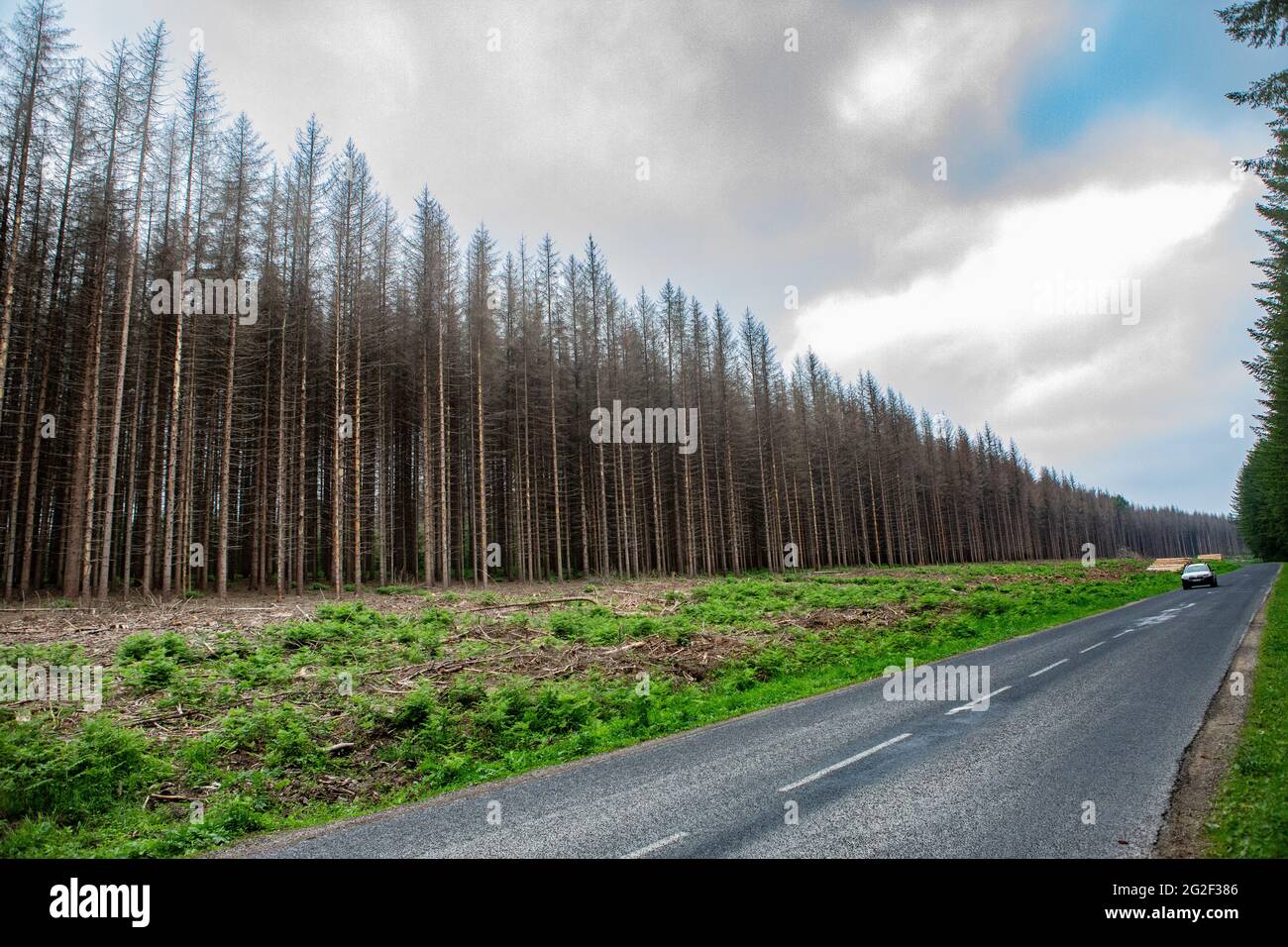 Bedingt durch große Trockenheit und dem Borkenkäfer sterben riesige Nadelwälder ab. Hier zwischen Binarville und Varennes-en-Argonne im Grand L Ést Stock Photo