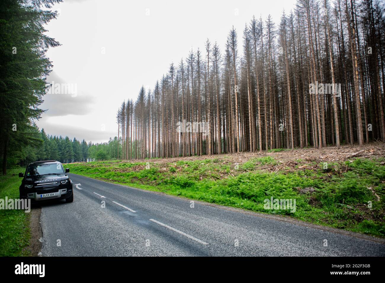 Bedingt durch große Trockenheit und dem Borkenkäfer sterben riesige Nadelwälder ab. Hier zwischen Binarville und Varennes-en-Argonne im Grand L Ést Stock Photo