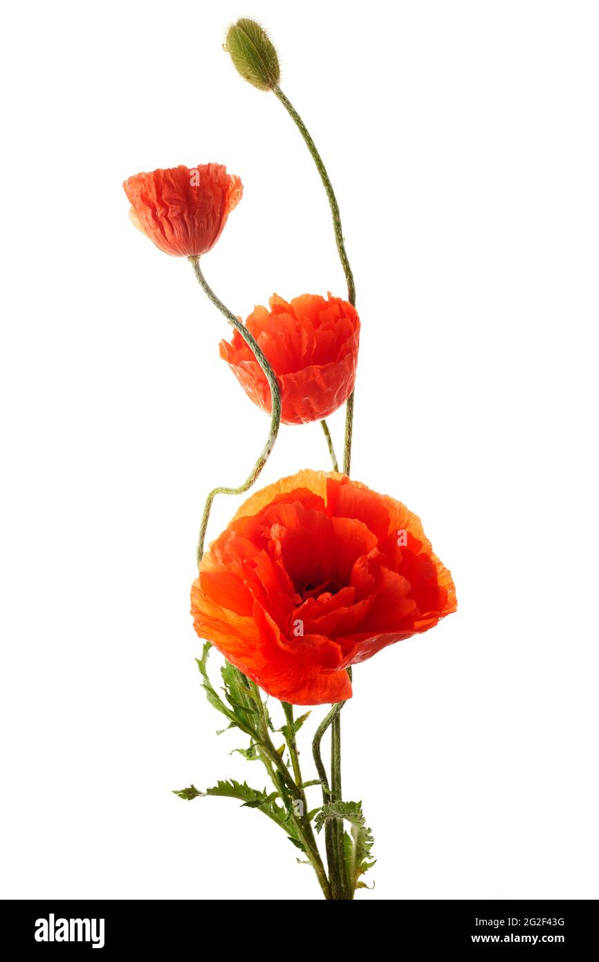 Bright red poppies flowers isolated on white background Stock Photo - Alamy