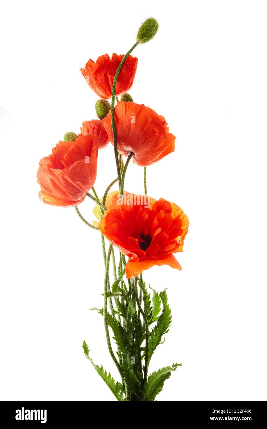 Bright red poppies flowers isolated on white background Stock Photo - Alamy