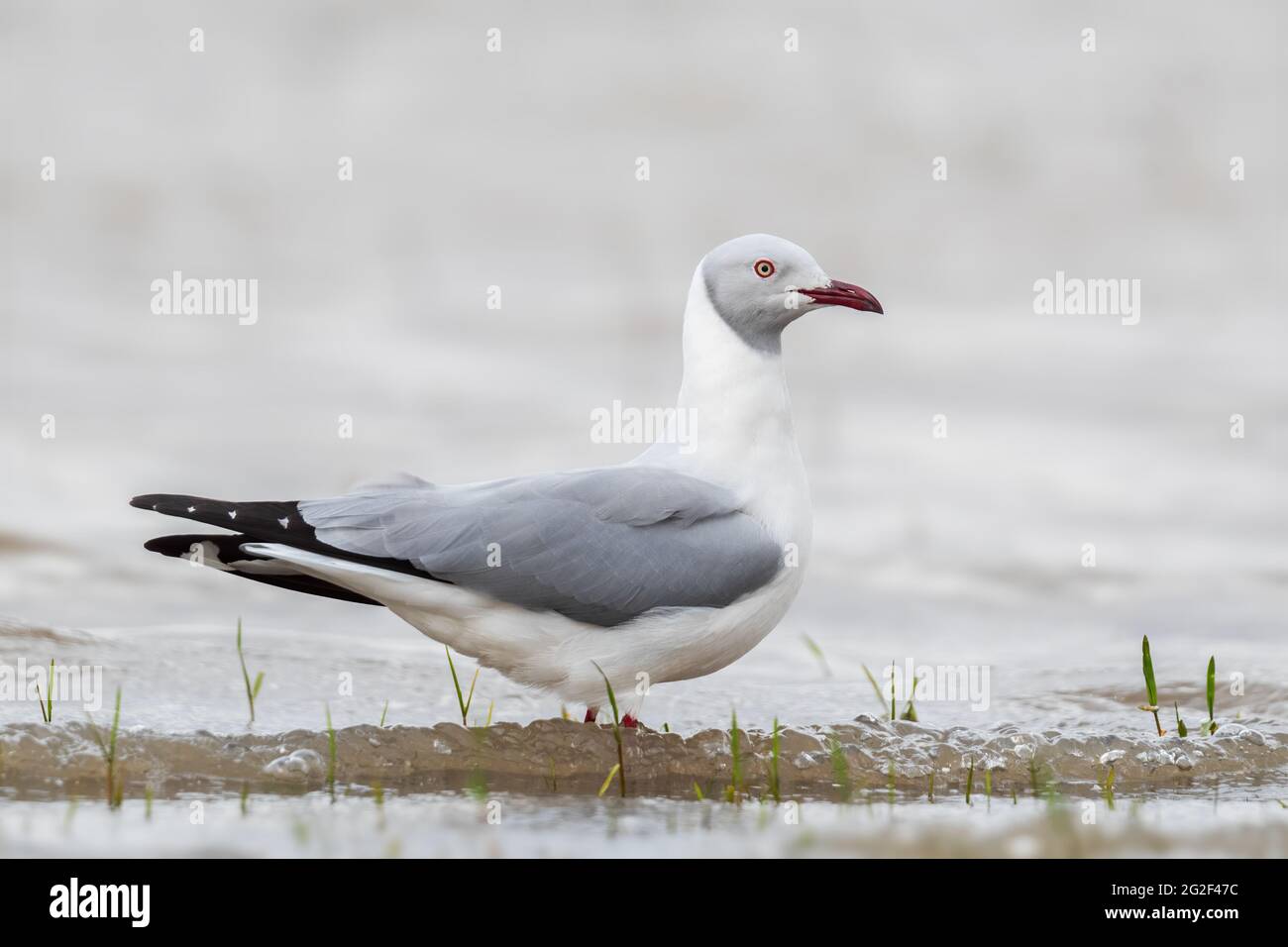 Grey-headed Gull - Chroicocephalus cirrocephalus, beautiful small gull from African and South American lakes, fresh waters and sea shores, lake Ziway, Stock Photo