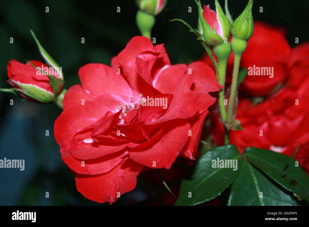 Natural Red rose flower blooming on a background of blurry red roses in ...