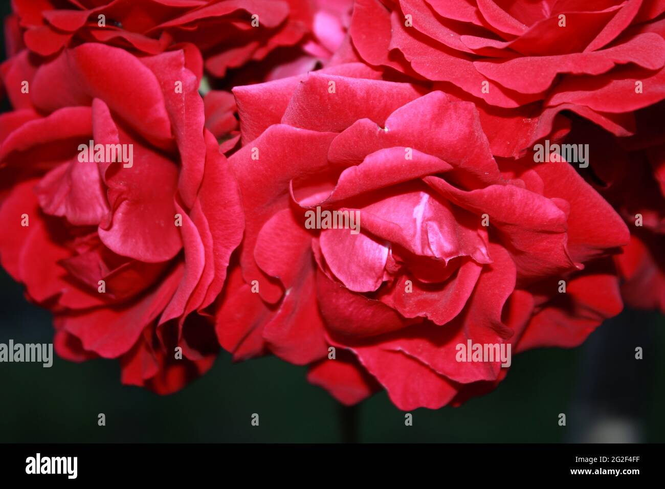 Blurry Roses Blurry roses flower hi-res stock photography and images - Alamy
