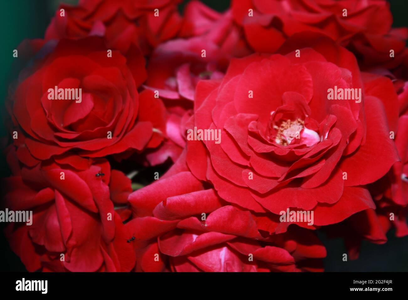 Natural Red rose flower blooming on a background of blurry red roses in ...