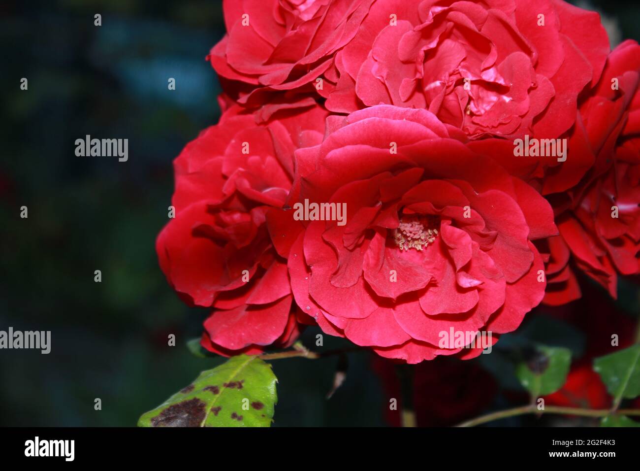 Natural Red rose flower blooming on a background of blurry red roses in ...