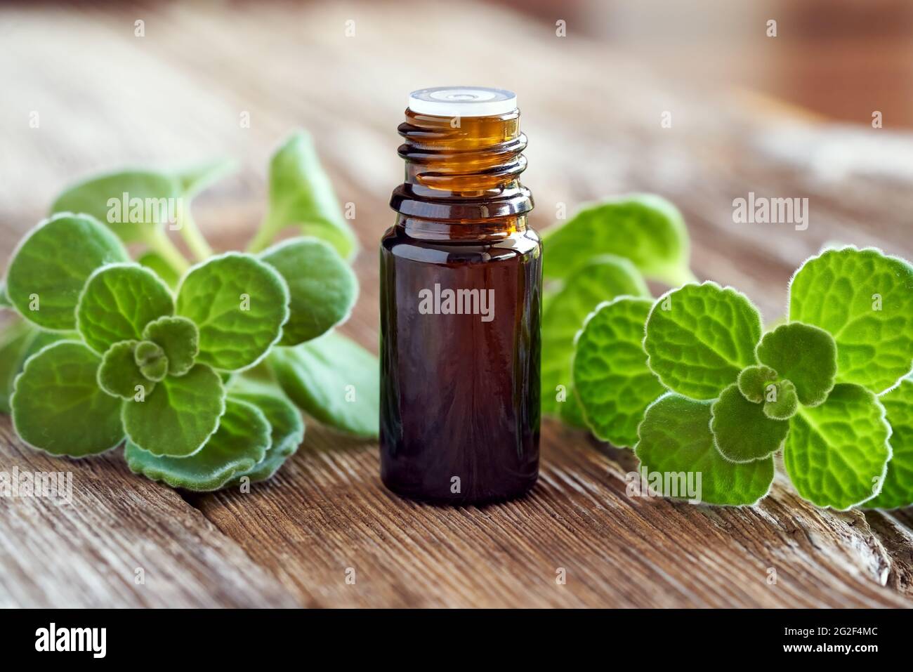 Silver spurflower tincture in a dark bottle with fresh Plectranthus argentatus plant on a table. Alternative medicine. Stock Photo