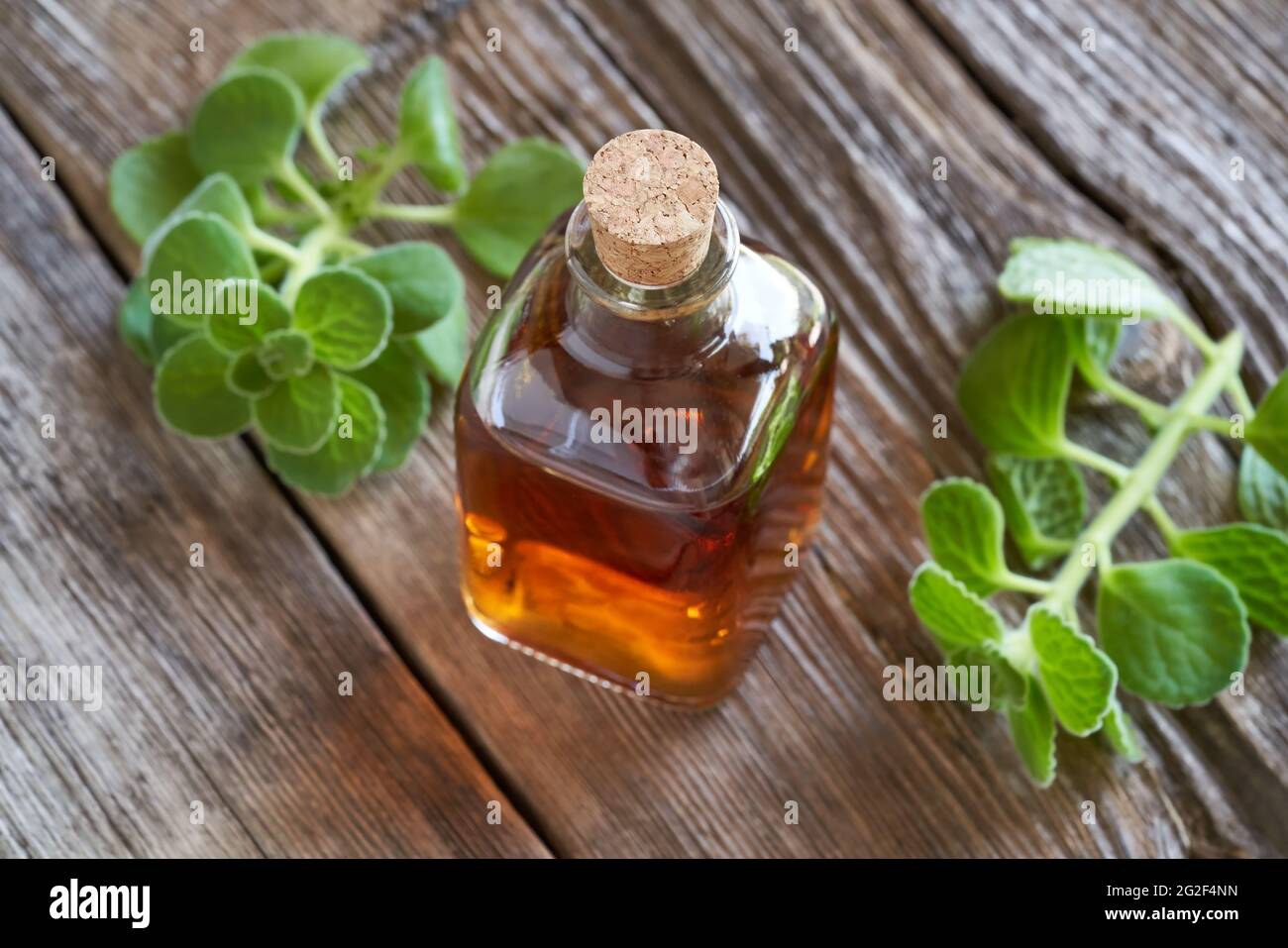 A bottle of silver spurflower tincture with fresh Plectranthus argentatus plant. Alternative or herbal medicine. Stock Photo
