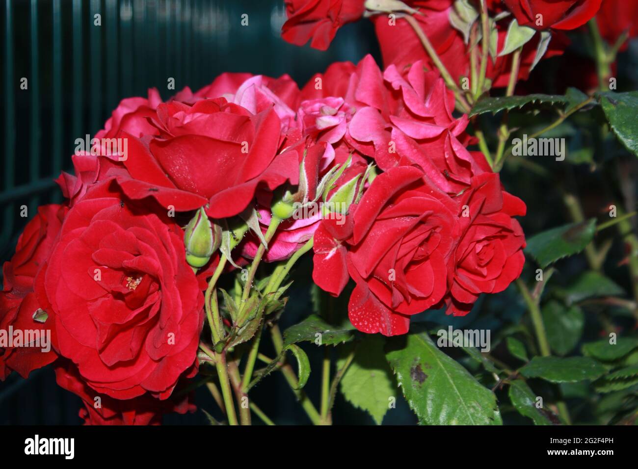 Natural Red rose flower blooming on a background of blurry red roses in ...